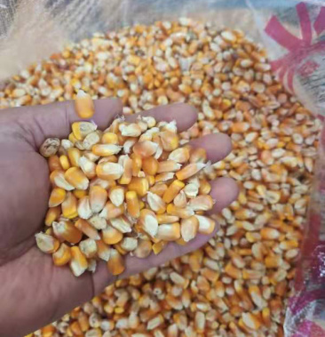 [玉米批发]玉米粒3000吨急售价格2900.00元/吨 - 一亩田
