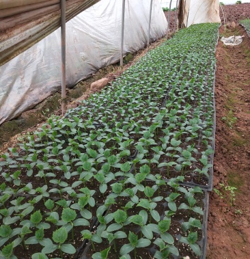 水果黄瓜苗,穴盘苗【抗病强,易存活,产量高】