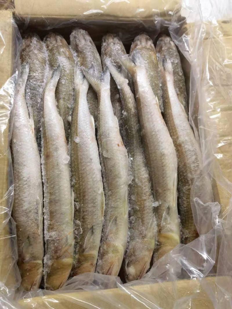 九母鱼 狗母鱼 电商 社团 档口都可供货 福州发货