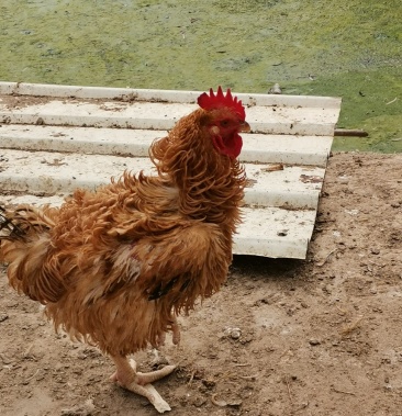 广东翻毛鸡,成年公鸡