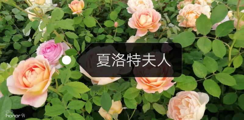 丰花月季介绍和特点