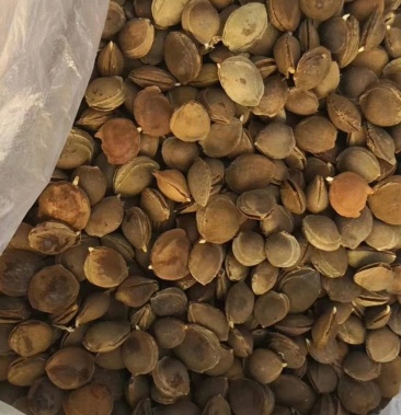 山杏种子,沙藏种子量大从优