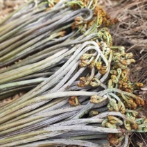 新鲜蕨菜拳头菜龙爪菜如意菜蕨菜