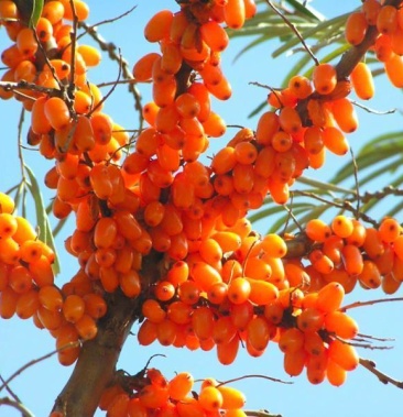 [沙棘批发]山西野生沙棘汁,沙棘,沙棘原材料价格15000.00元/吨 - 一亩