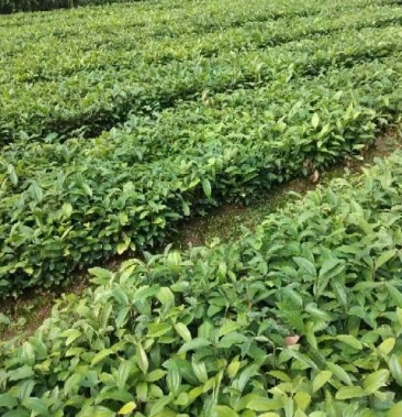 肉桂苗,大量优良肉桂苗供