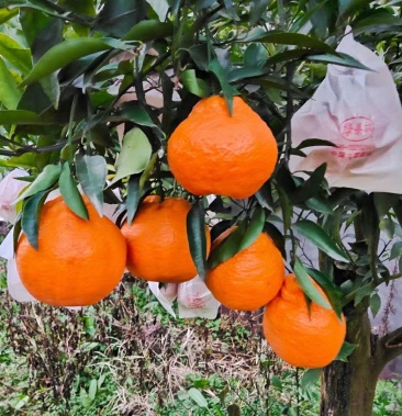 四川省眉山市仁寿县耙耙柑柑橘类