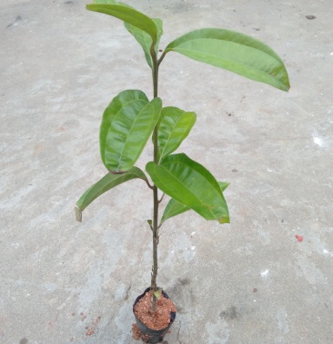 广西肉桂苗,桂皮树苗,特产苗木