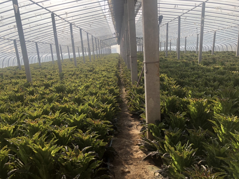 夏季遮阳网覆盖下的紫罗兰紫油菜种植现场