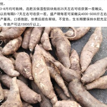 福薯央子专门吃地瓜叶品种菜用苗叶用甘薯种