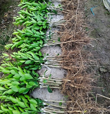 新会柑苗茶枝柑四会柑苗