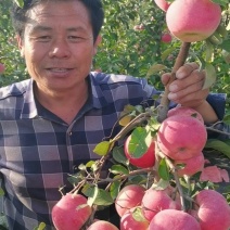 青森水蜜桃苹果苗，矮化苹果苗，当年栽植来年见果