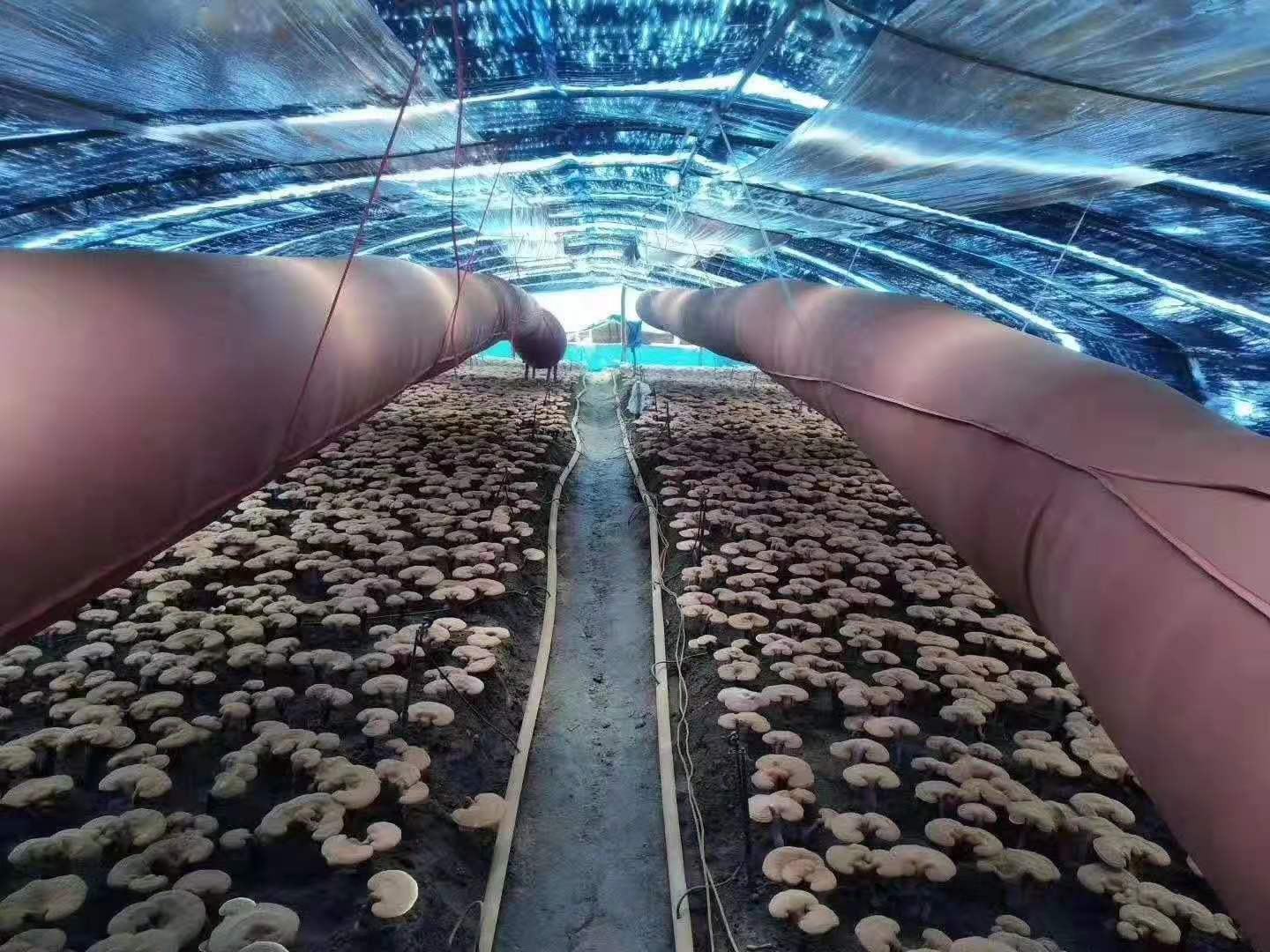 SEM扫描电镜图像(放大8000×):清晰显示黑灵芝破壁孢子粉单个孢子囊结构,双层壁已完全破碎,内含脂质体、多糖颗粒及深色色素沉积物;背景中可见少量未破壁完整孢子作为对照,形态饱满呈椭圆形,验证破壁率>98.7% 黑灵芝破壁孢子粉电子显微镜扫描图