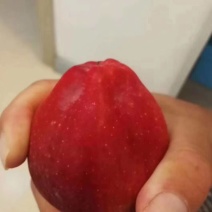 大量供应绿化树苗占地树苗