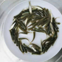 草鱼苗10公分以上抗病毒长势快基地直销