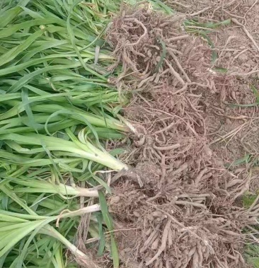 高产优质黄花菜种苗 苗子纯 量大从优 免费提供技术指导