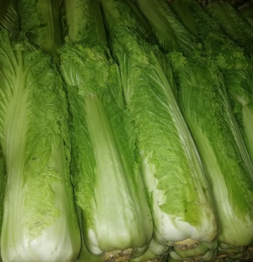 麻叶青白菜精品秋绿六零