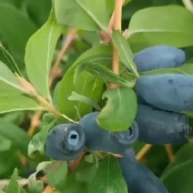 蓝靛果树苗，批发蓝靛果苗，当年栽植少量挂果