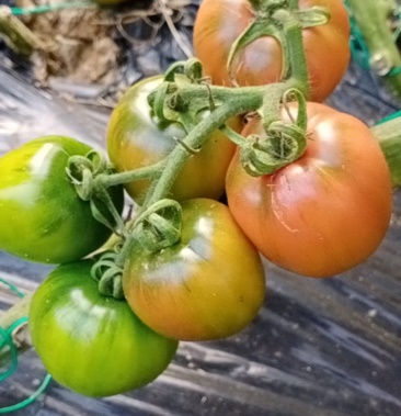 正宗丹东碱地番茄草莓柿子