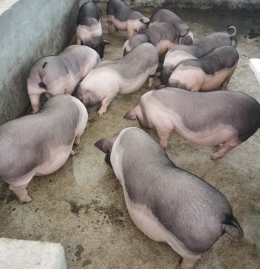 陆川猪陆川猪公公猪已阉70110斤左右11头