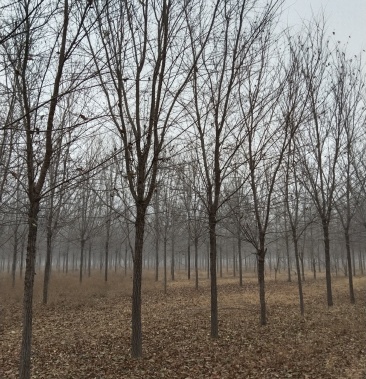 榆树 白榆 直杆榆树 速生榆树 家榆树