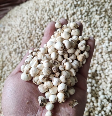 新疆精品贝母大量出售