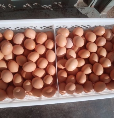 新鲜红壳鸡蛋鸡场直供