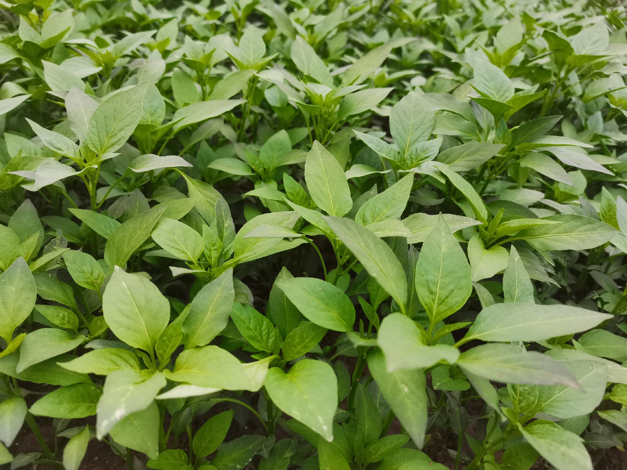 [辣椒苗批发]二荆条,朝天椒,牛角椒,线椒现苗,保质保量,正规合作社