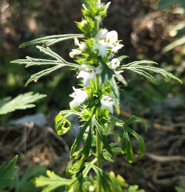 野生白花益母草干25斤