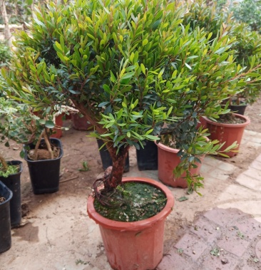 赤楠观叶植物室内养殖冠幅20～30厘米