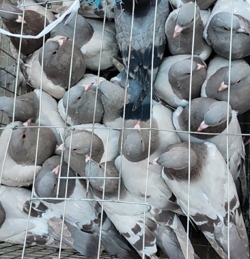 [肉鸽批发]养殖肉鸽,地鸽,大量出售价格25.00元/斤 - 一亩田