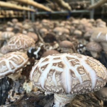 来自香菇之乡河南西峡的优质高产的优质椴木袋料香菇菌种
