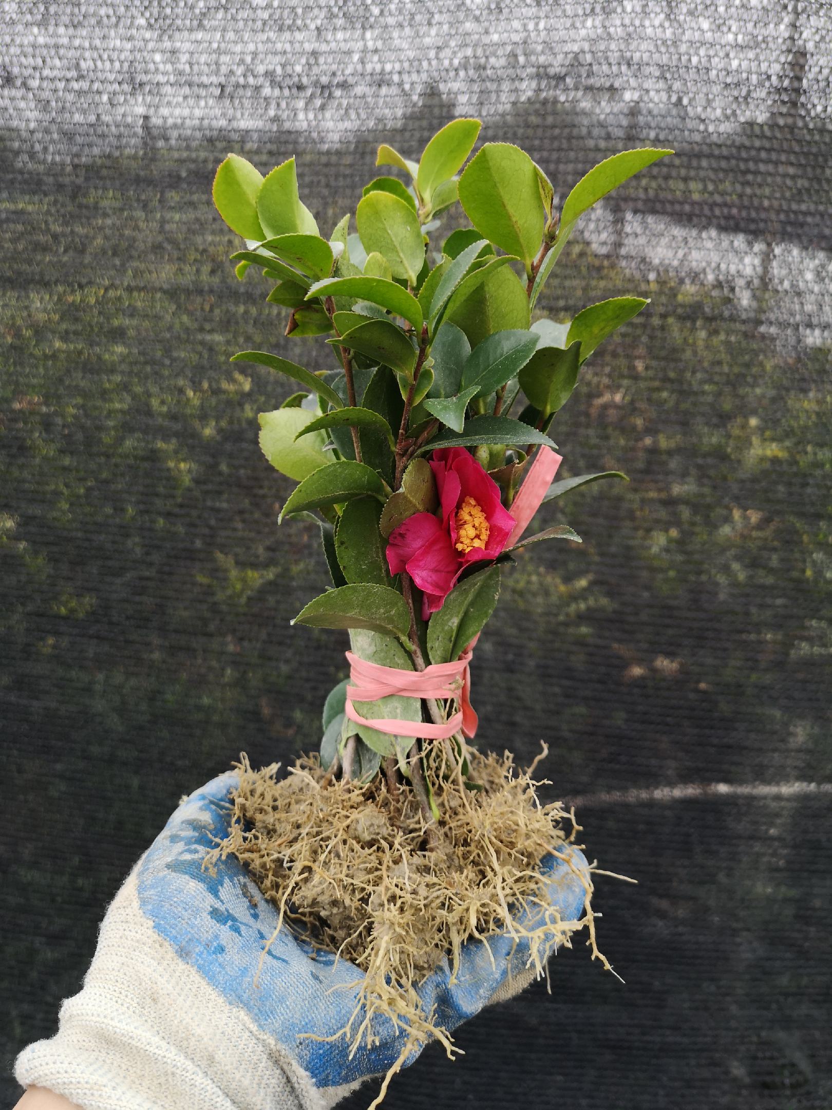 茶梅茶梅苗庭院别墅绿化茶梅球自产自销批发价