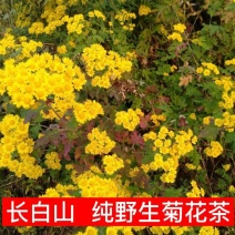 叶赫那拉山纯野生菊花茶