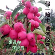精品鸡心果树苗，果个适中，口感清脆脆甜可口