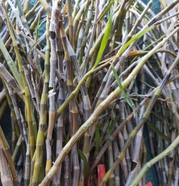 云南西双版纳野生石斛