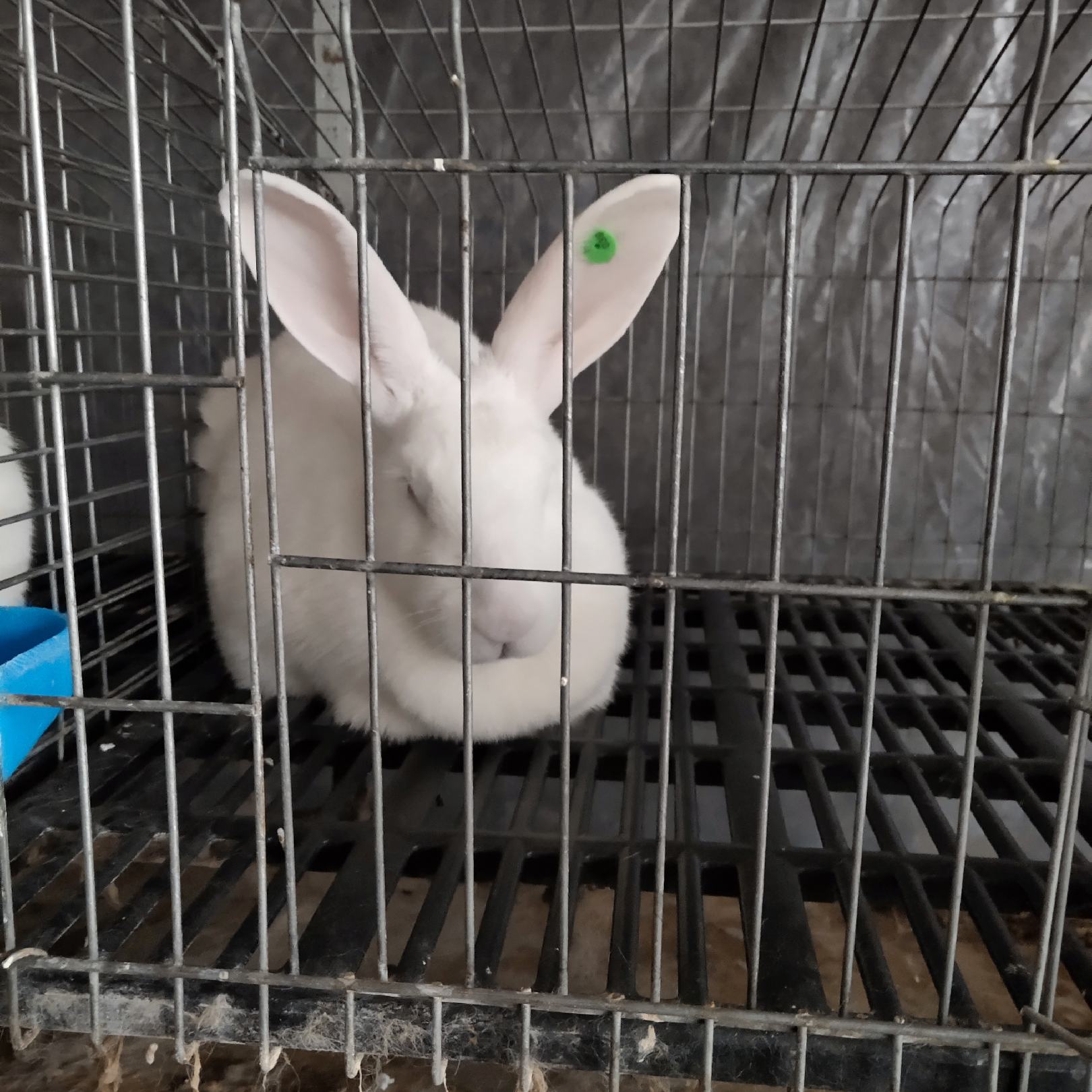 [肉兔种兔批发]纯种新西兰兔种兔生长速度快抗病力强包教技术包回收