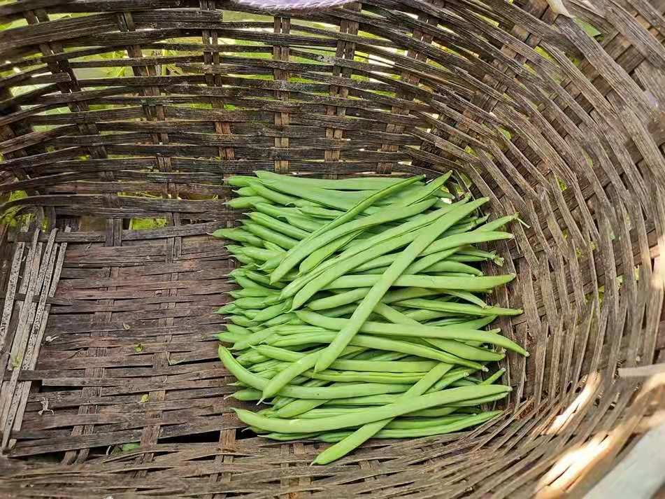 新鲜四季豆装在竹篮中，色泽翠绿，形态饱满