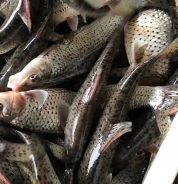 垂釣專用,食用花骨魚,質量保證,價格優惠,成活率好