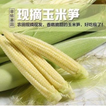 新鲜甜玉米笋小玉米芯仔新鲜蔬菜沙拉现摘迷你小玉米包邮。