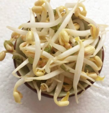 河北现货厂家直销绿豆芽 长黄豆芽 短芽社区团购豆芽