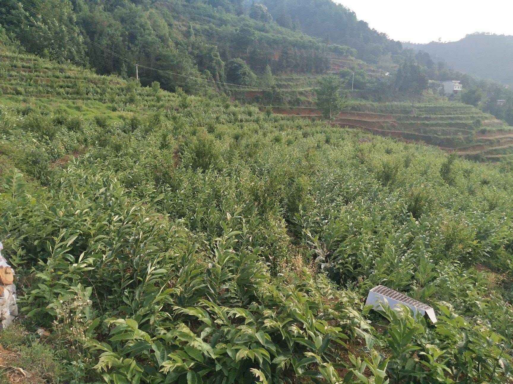 山栗种植在丘陵山地的实景图,展示山地环境与果树生长状态 山栗种植基地