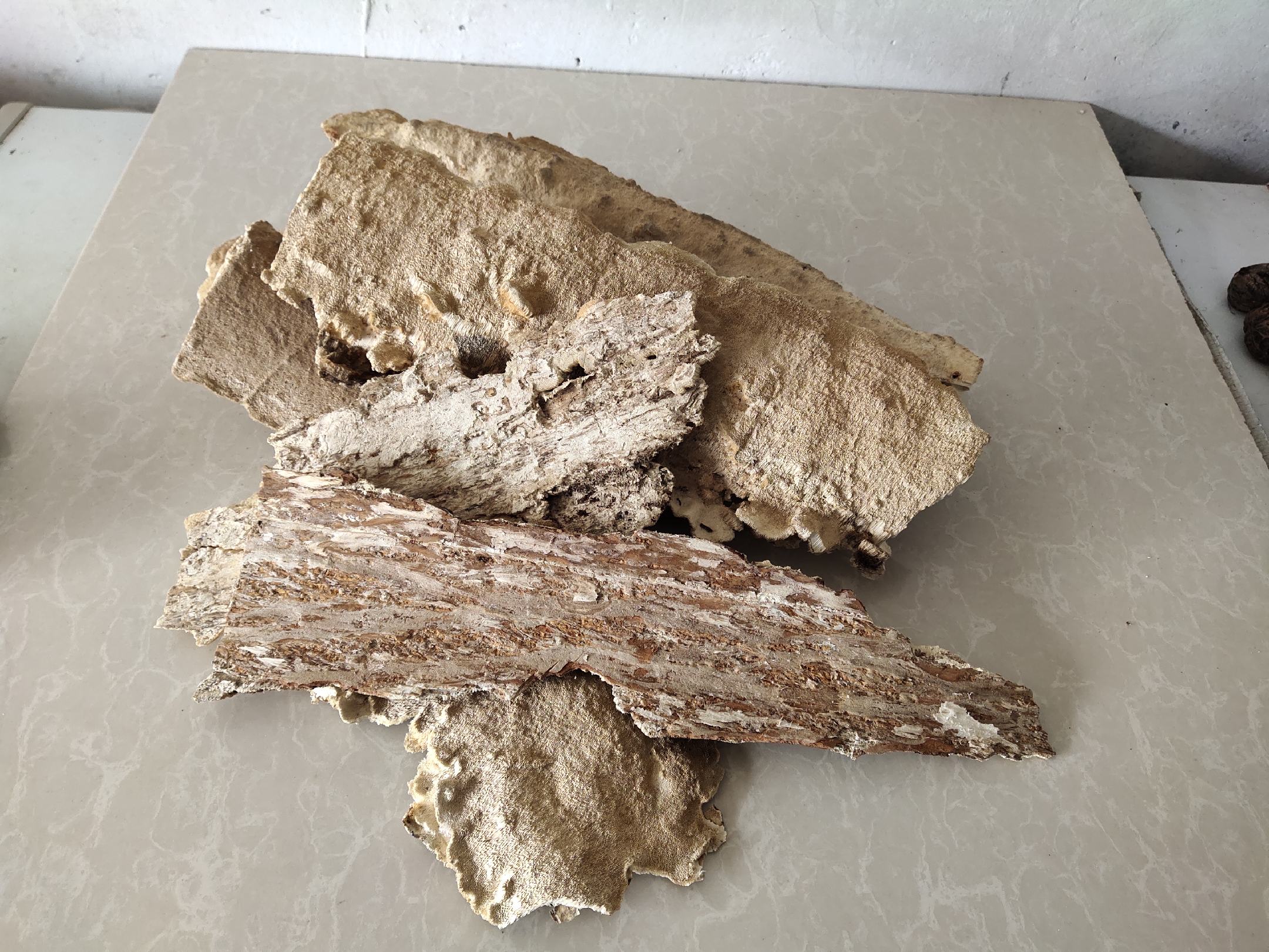 长白山野生白耙齿菌 正品保证 免费切块打粉500g