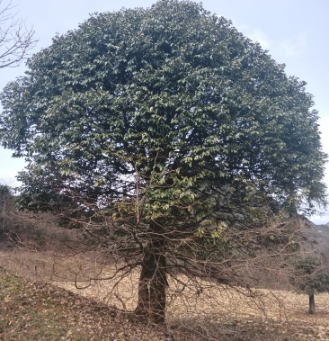 桂花树野生树形好需要的联系我