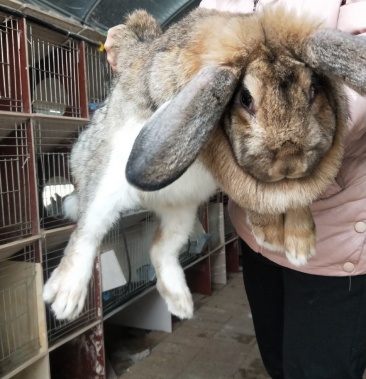 比利时兔子活体大型肉兔大兔子活物小兔幼崽家养食用肉兔种兔