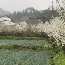 清脆李子树，丰产李子树