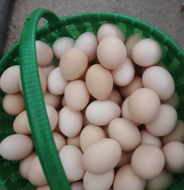 [土鸡蛋批发]300天大午金凤,双色精品蛋,一箱360枚44斤净重价格170.
