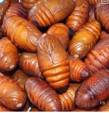 东北农家院直供黄蚕蛹一公斤包邮