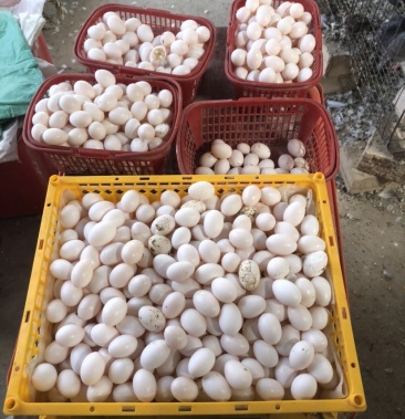 [鸽子蛋批发]潮州双母鸽子蛋 五谷杂粮价格2.30元/个 - 一亩田