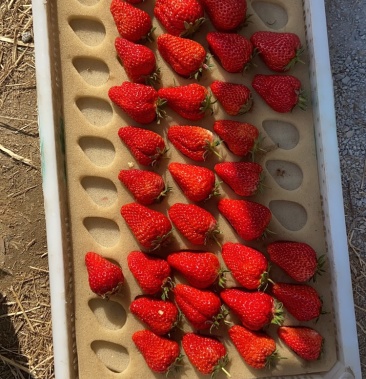 批发大量久久草莓杏香草莓