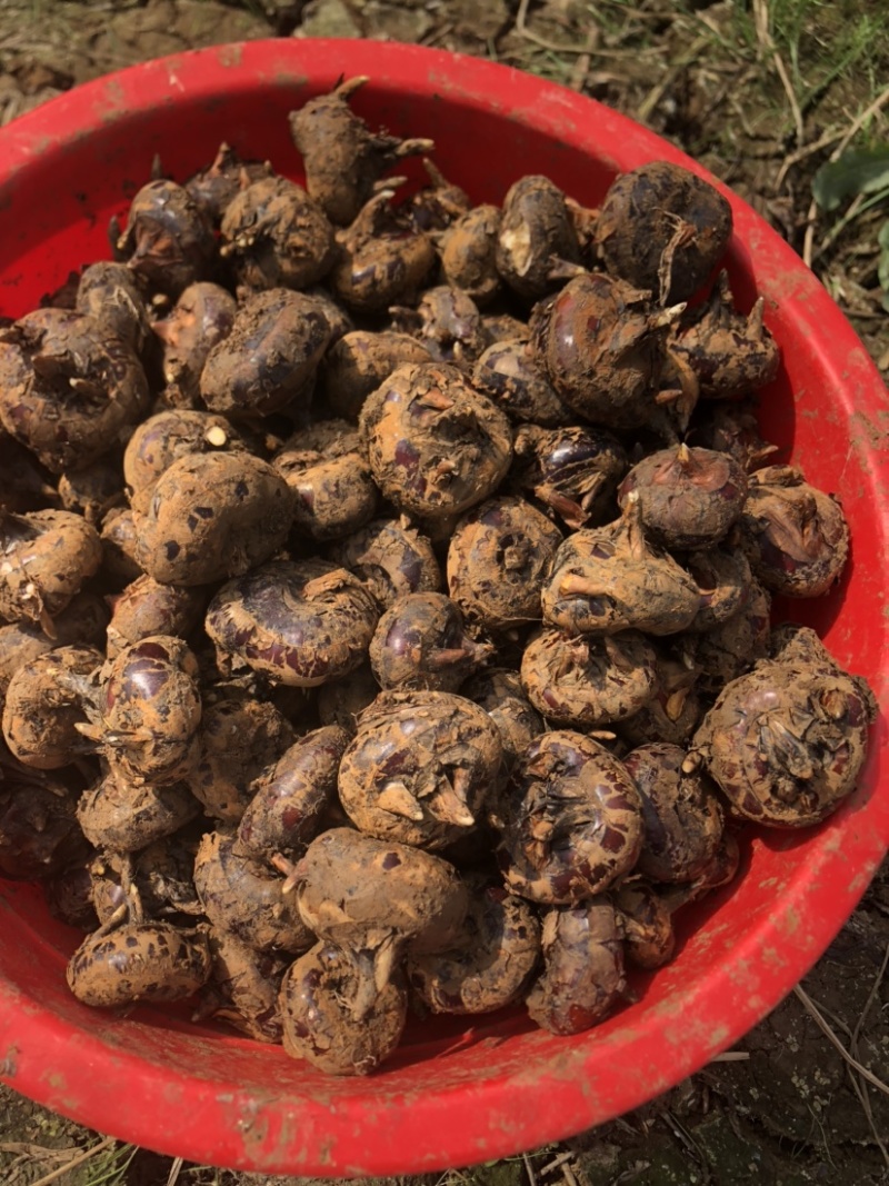 云南文山红甸马蹄果荸荠